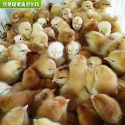 山东红玉鸡苗孵化场 出壳九斤红小鸡苗批发380红玉鸡苗九斤红鸡苗图2