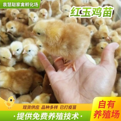 山东红玉鸡苗孵化场 出壳九斤红小鸡苗批发380红玉鸡苗九斤红鸡苗图3