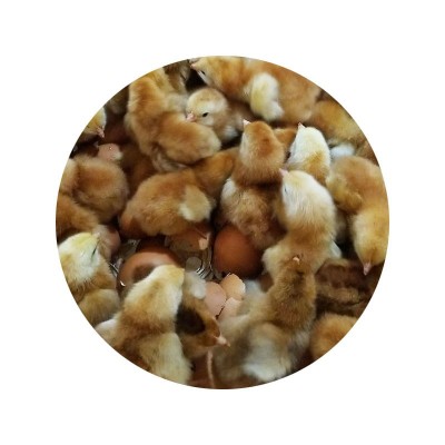 山东红玉鸡苗孵化场 出壳九斤红小鸡苗批发380红玉鸡苗九斤红鸡苗图5