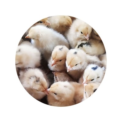 农村放养笨鸡苗 人工挑选出壳小鸡 孵化场厂家批发一日龄土鸡苗图5