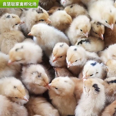 农村放养笨鸡苗 人工挑选出壳小鸡 孵化场厂家批发一日龄土鸡苗图3