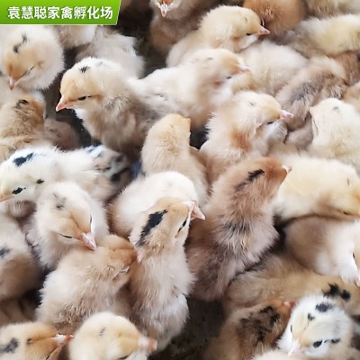 农村放养笨鸡苗 人工挑选出壳小鸡 孵化场厂家批发一日龄土鸡苗图2