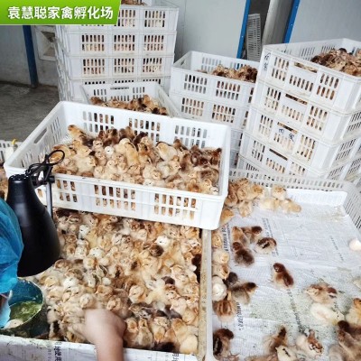 农村放养笨鸡苗 人工挑选出壳小鸡 孵化场厂家批发一日龄土鸡苗图4