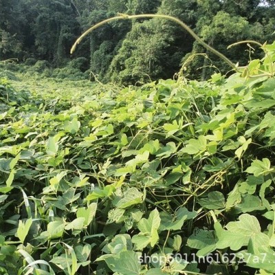 恩施高山野生葛根粉礼盒装正宗天然含硒葛粉袋装无添加代餐品冲泡