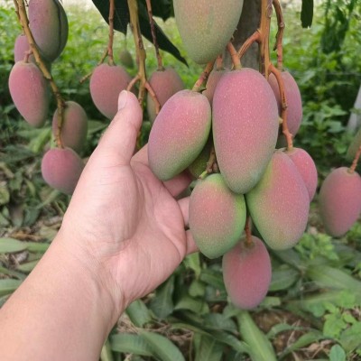 广西百色果园新鲜采摘贵妃芒礼品彩盒芒果水仙芒一件代发包邮批发图3