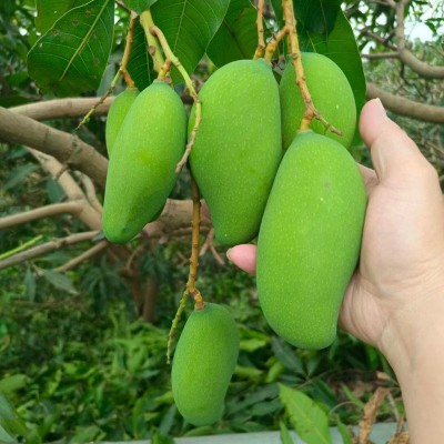 广西百色果园新鲜采摘贵妃芒礼品彩盒芒果水仙芒一件代发包邮批发图4