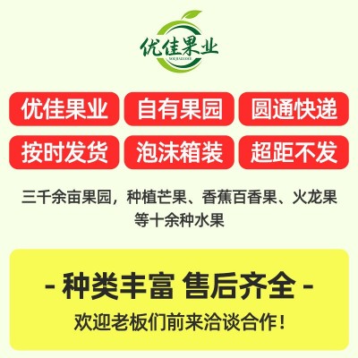 广西百色果园新鲜采摘贵妃芒礼品彩盒芒果水仙芒一件代发包邮批发图2