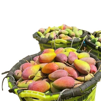 广西百色果园新鲜采摘贵妃芒礼品彩盒芒果水仙芒一件代发包邮批发图5