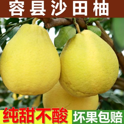 广西容县沙田柚商超品质现摘速发白肉蜜柚柚子非蜂蜜柚一件代发图3