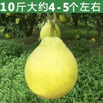 广西容县沙田柚商超品质现摘速发白肉蜜柚柚子非蜂蜜柚一件代发图4