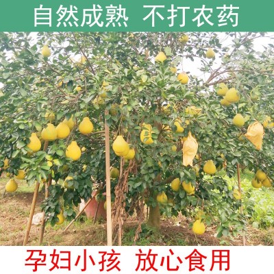 广西容县沙田柚商超品质现摘速发白肉蜜柚柚子非蜂蜜柚一件代发图5