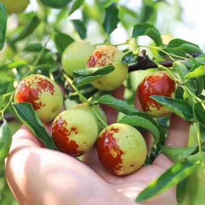 山东冬枣脆甜冬枣新鲜水果鲜枣大枣脆枣现发包邮图5