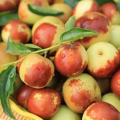 山东冬枣脆甜冬枣新鲜水果鲜枣大枣脆枣现发包邮图2