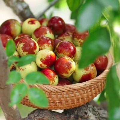 山东冬枣脆甜冬枣新鲜水果鲜枣大枣脆枣现发包邮图3