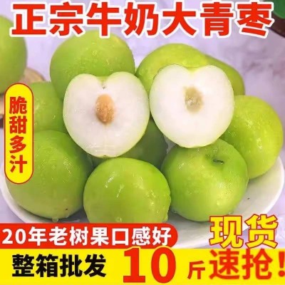 牛奶大青枣新鲜苹果枣现摘现发贵妃枣蜜枣新鲜水果图2