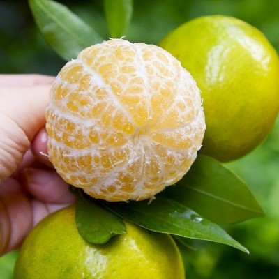 『严选广西武鸣皇帝柑』现摘9斤装当季新鲜水果贡柑桔子一件代发图2