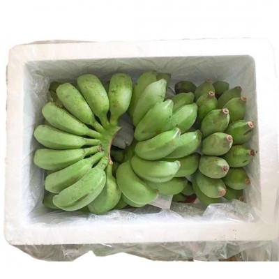 广西新鲜水果小米蕉现摘现发小香蕉应季水果香蕉整箱9斤包邮批发图5