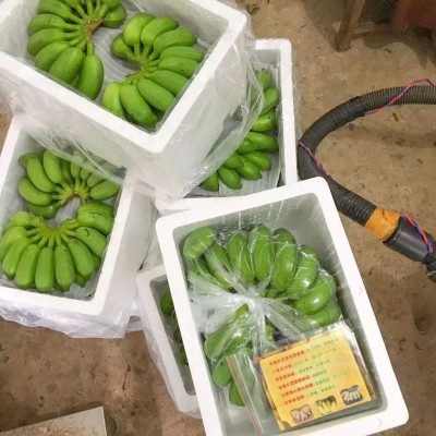 广西新鲜水果小米蕉现摘现发小香蕉应季水果香蕉整箱9斤包邮批发图3