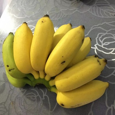 广西新鲜水果小米蕉现摘现发小香蕉应季水果香蕉整箱9斤包邮批发图4