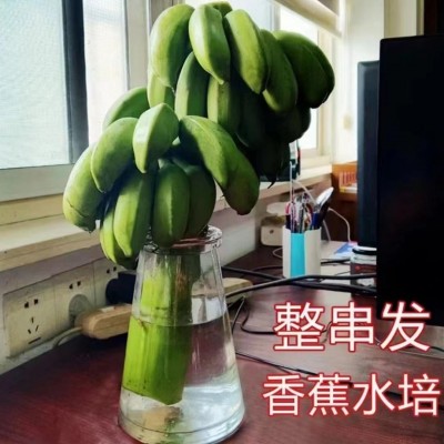 禁止蕉绿办公室水培小米蕉广西新鲜水果整串香蕉整箱9斤包邮批发图3