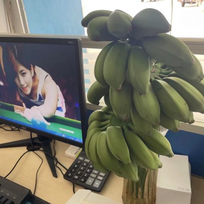 禁止蕉绿办公室水培小米蕉广西新鲜水果整串香蕉整箱9斤包邮批发图4