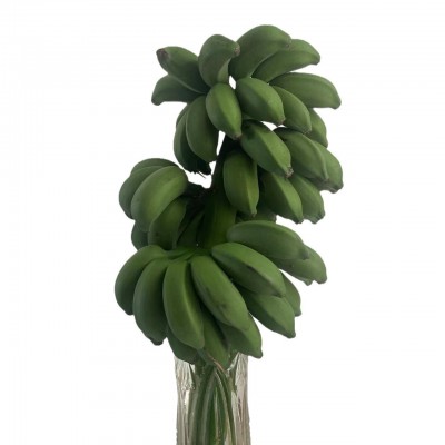 禁止蕉绿办公室水培小米蕉广西新鲜水果整串香蕉整箱9斤包邮批发图5