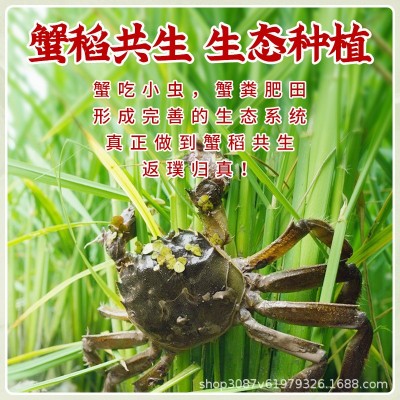 官方追溯五常置田国米5kg田稻花香10斤新米东北黑龙江五常特产图3