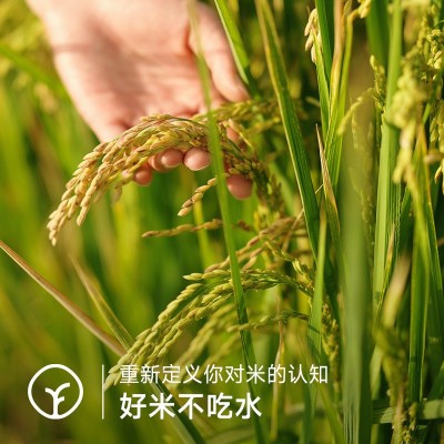 天选新疆沙漠乳香米袋装色如羊脂大米饭若美珀一口难忘2.5kg一袋图4