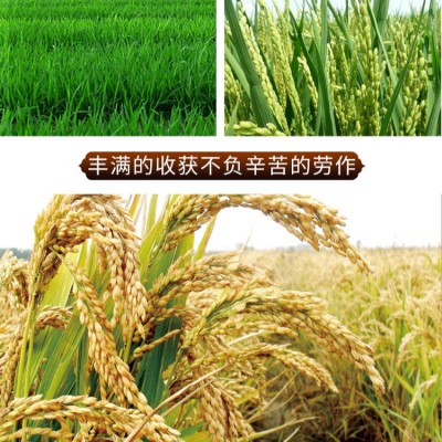 新象牙香米10kg广西人都在用煮饭熬粥20斤大米图5