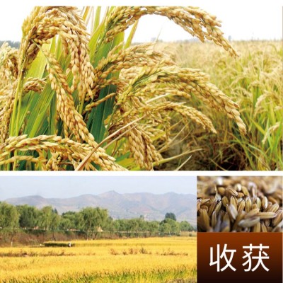 广西象牙香米25kg50斤厂家批发代发直发团购优惠图5