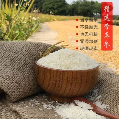 批发源头九七香米10kg厂家直供批发家庭用好品质大米图4