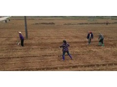 江华：试种双复合种植模式 探索农业增收新路径