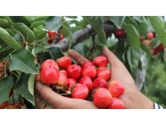 县域富民产业观察｜朱芦镇：“精品农业”提质富农