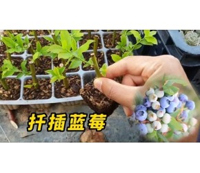 教你扦插蓝莓苗，操作简单一学就会，根本就不用花钱买！