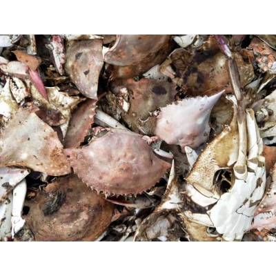 饲料级螃蟹壳粉 蟹粉 虾粉图4