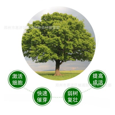 大树营养液吊针液原液浓缩营养液树木吊袋母液移栽植物激活液催芽