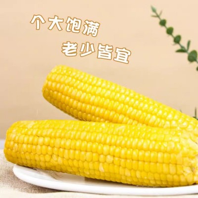 黄糯玉米 真空包装花玉米甜糯玉米8根装 黑糯玉米可代发资质齐全图2