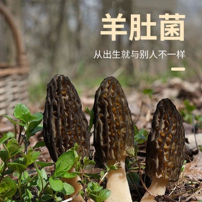 【4-6厘米】羊肚菌古田食用菌精选头茬优质干货大小包装500g规格图3