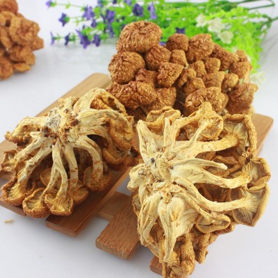 源菌行滑子菇食用菌古田特产优质珍珠菇干货滑菇蘑菇散装批发图2