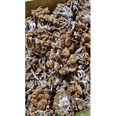 源菌行滑子菇食用菌古田特产优质珍珠菇干货滑菇蘑菇散装批发图5