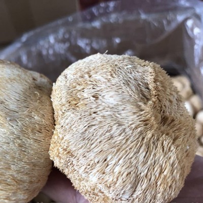 厂家直供古田新货猴头菇干货批发散装新鲜食用菌餐饮酒店食材批发图2