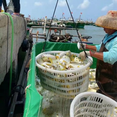 天然鱼干淡晒金鲳鱼海鲜干货金仓鱼食堂酒店餐饮鱼干批发顺丰包邮图2