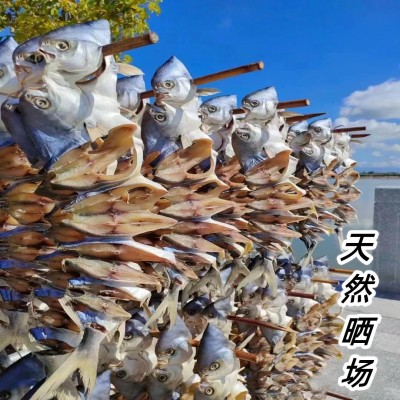 一夜埕醇香金鲳鱼150-200g/条海产品干货可供酒店餐饮顺丰包邮图3