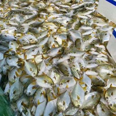 鲜冻野生金鲳鱼400-450g/条深海捕捞海鲜水产餐饮鱼类批发金昌鱼图2