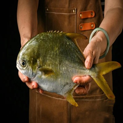 鲜冻野生金鲳鱼400-450g/条深海捕捞海鲜水产餐饮鱼类批发金昌鱼图4