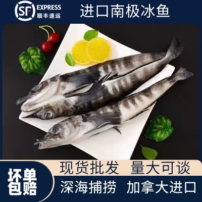 南极冰鱼500g冷冻海鲜批发代发餐饮酒店饭店烧烤食材冰鲜整条海鱼
