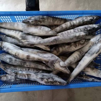 南极冰鱼500g冷冻海鲜批发代发餐饮酒店饭店烧烤食材冰鲜整条海鱼图3