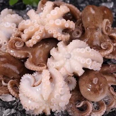 三去八爪鱼新鲜迷你小鱿鱼去牙去内脏八爪鱼冷冻捞汁小海鲜商用图2
