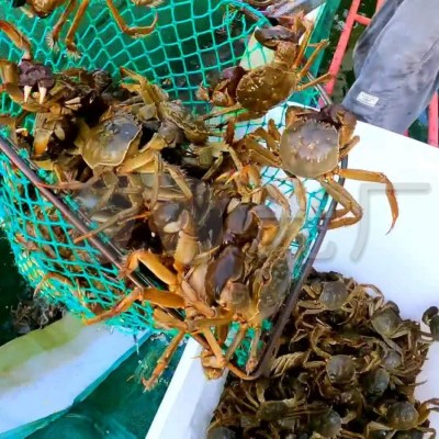 顺丰包邮鲜活满黄大闸蟹礼盒5两公蟹4两母蟹4对固城湖产地直发图4