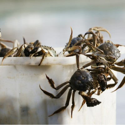 固城湖大闸蟹4两公蟹3两母蟹八只鲜活螃蟹礼盒顺丰包邮图3